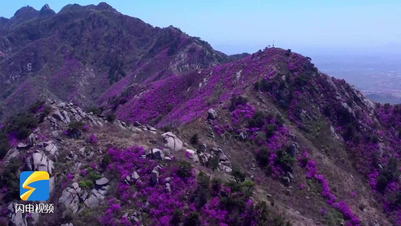 春游齐鲁|栖霞:半山映山红 映出最美四月天