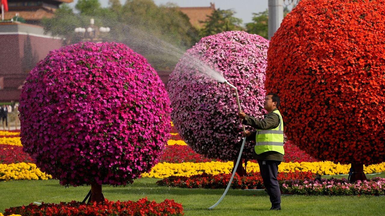 视频|迎接“五一”到来,天安门广场花坛景观布置亮相