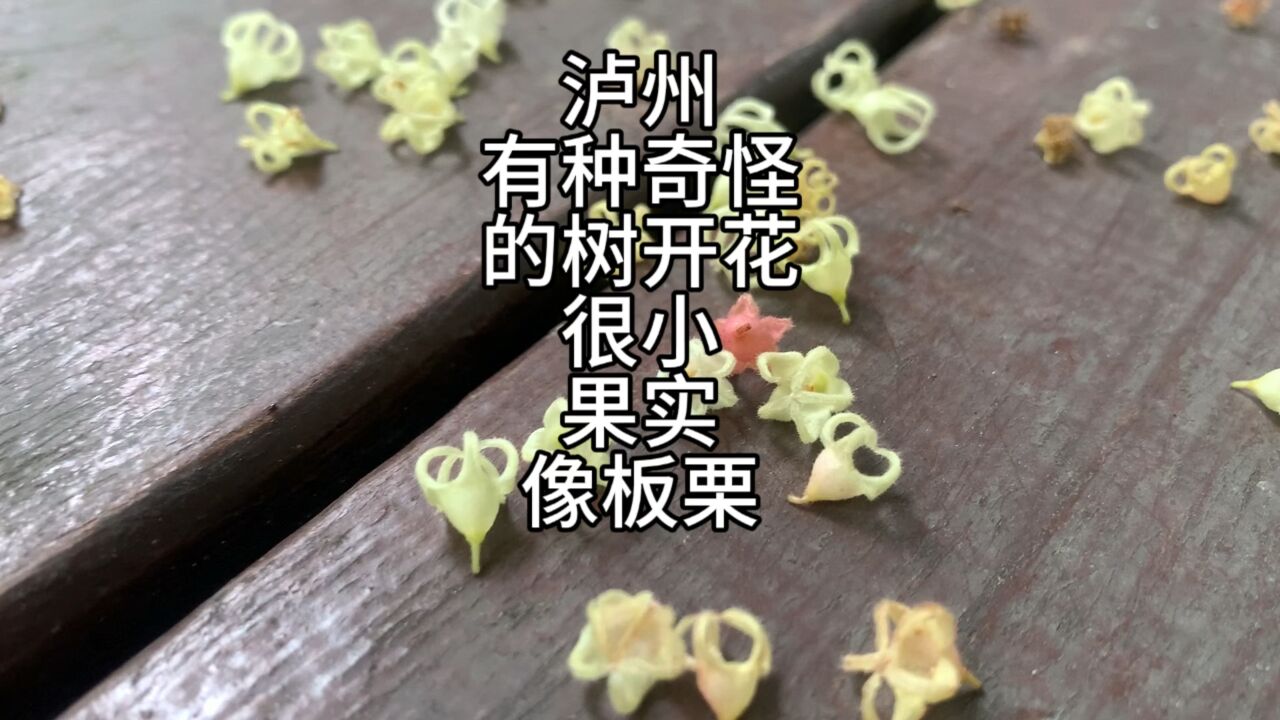 不是泸州网友询问这是什么树,每年开花密集,它可有点来头