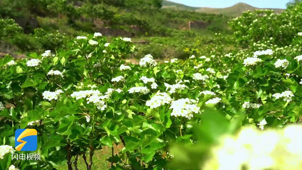 潍坊临朐:莹白似雪 花开如海 万亩山楂花开娇妍俏