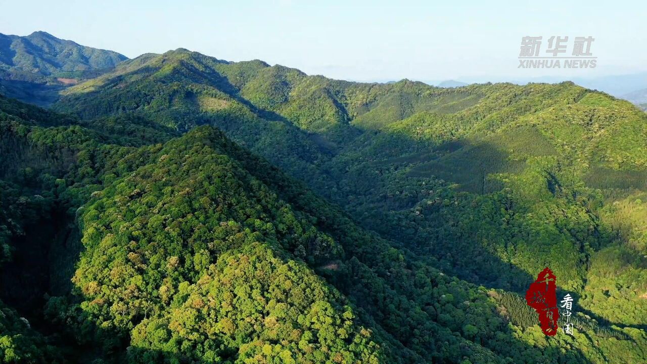 千城百县看中国丨福建顺昌:栲树花开香满山