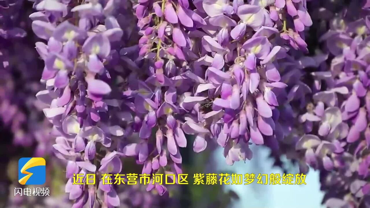 东营市河口区:紫藤花开 浪漫满园