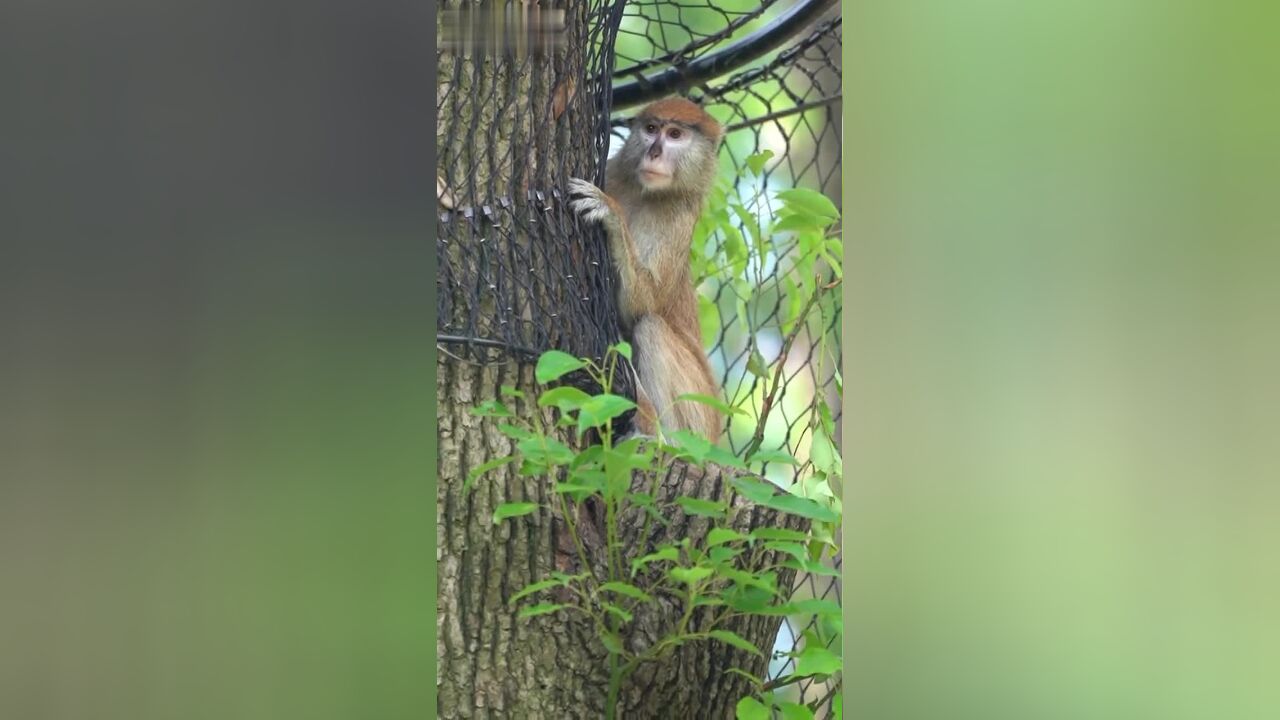 最近,武汉动物园非洲区刚果丛林入住了5只赤猴,二公三母,它们是猴子界的“速度担当”!一起来看看吧!