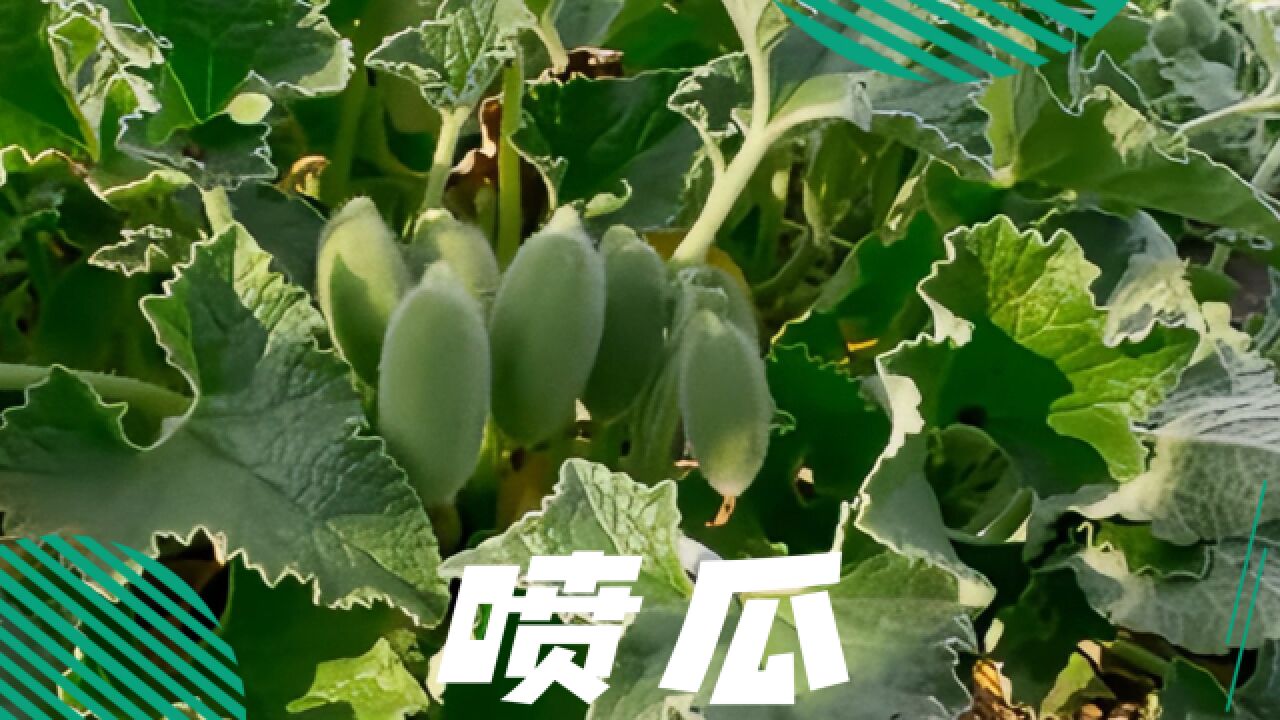 喷瓜:植物界的加特林