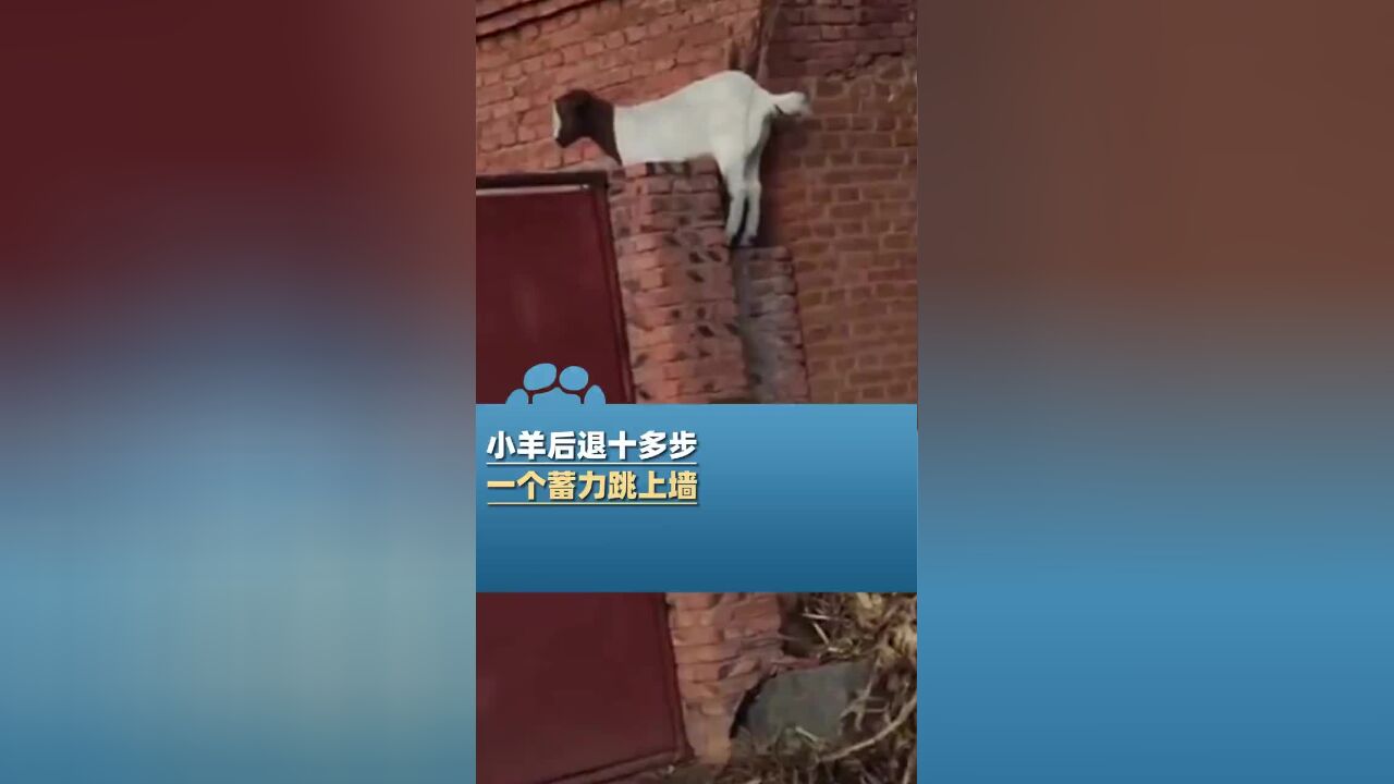 男子偶遇小羊后退十多步一个蓄力跳上墙:还站在墙上半天