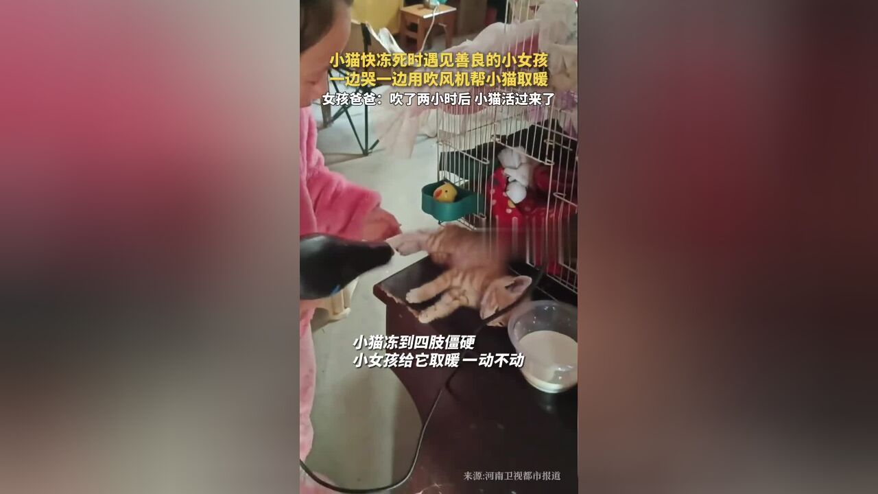 小猫快冻死时遇见善良的小女孩,一边哭一边用吹风机帮小猫取暖,女孩爸爸:吹了两小时后,小猫活过来了