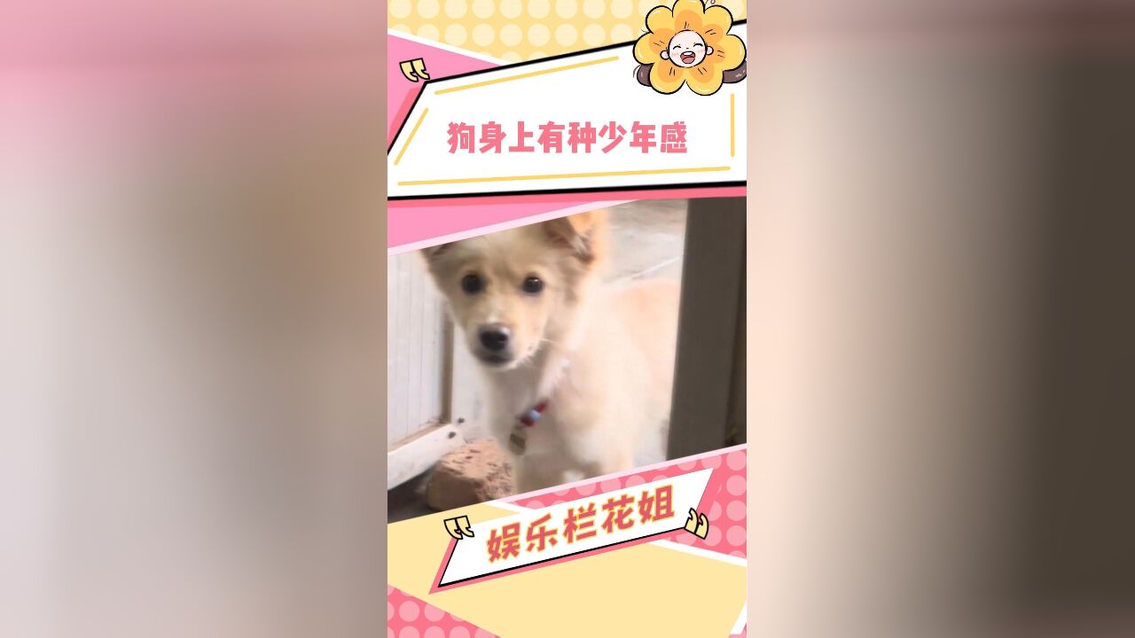 狗大十八变