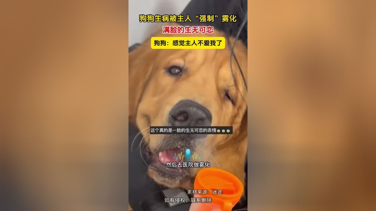 狗狗生病被主人“强制”雾化,满脸的生无可恋,狗狗:感觉主人不爱我了