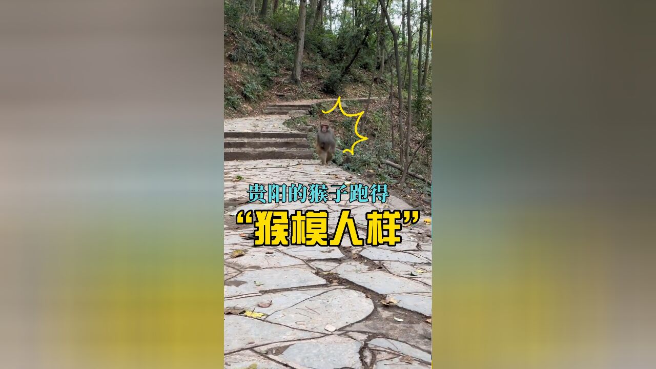 猴生不易!山上拍到的猴子都跑出了“进化论”的步伐