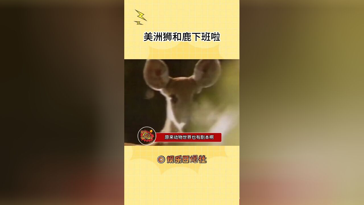 不是,动物世界也有剧本啊