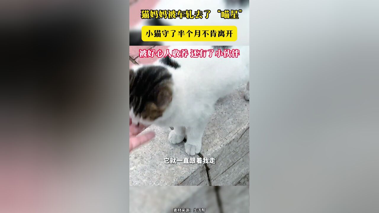 猫妈妈被车轧去了“喵星”小猫守了半个月不肯离开 被好心人收养 还有了小伙伴