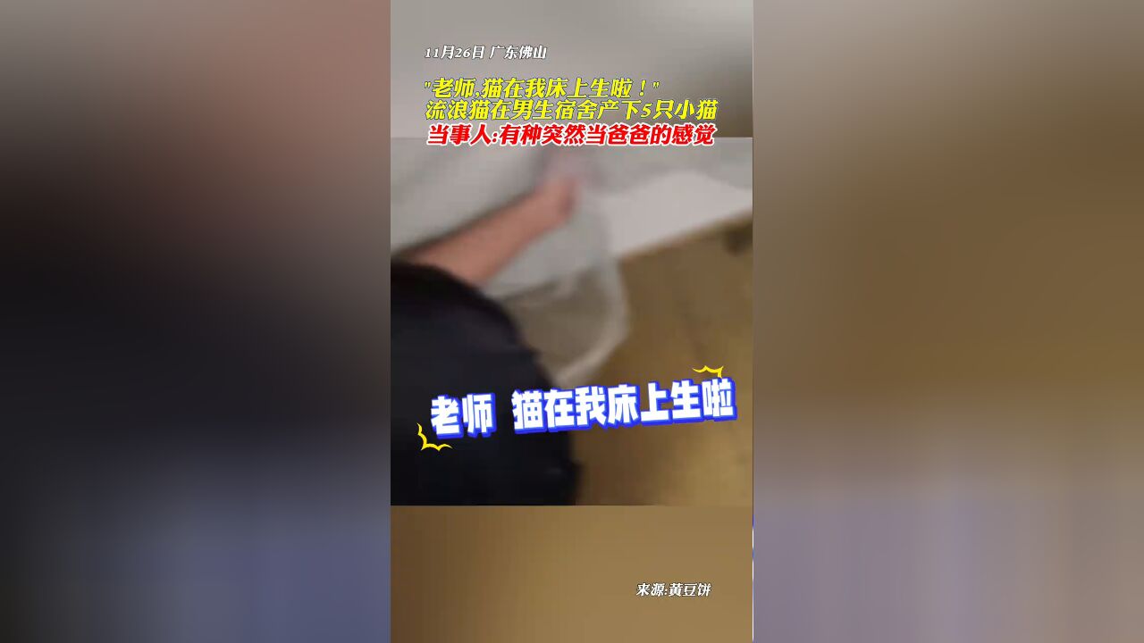 “老师,猫在我床上生啦!”流浪猫在男生宿舍产下5只小猫