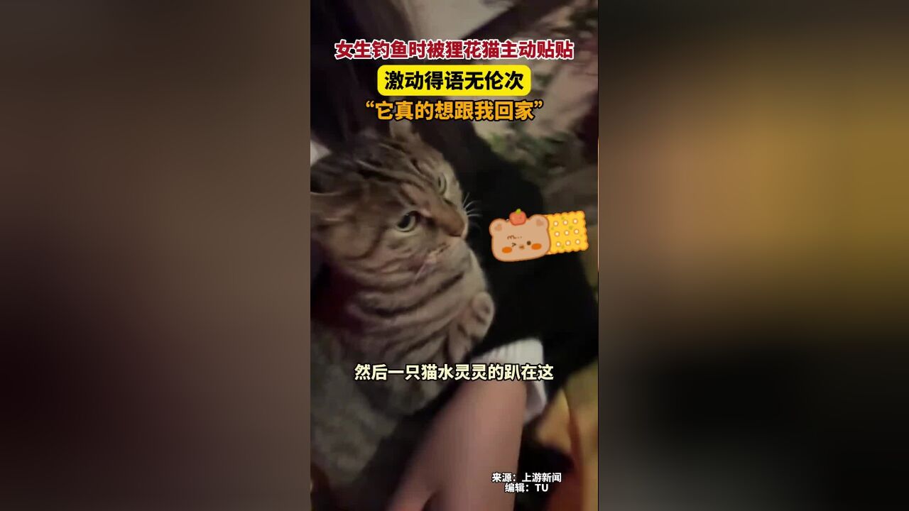 12月2日上海,女生被狸花猫主动贴贴激动得语无伦次,“它真的想跟我回家”