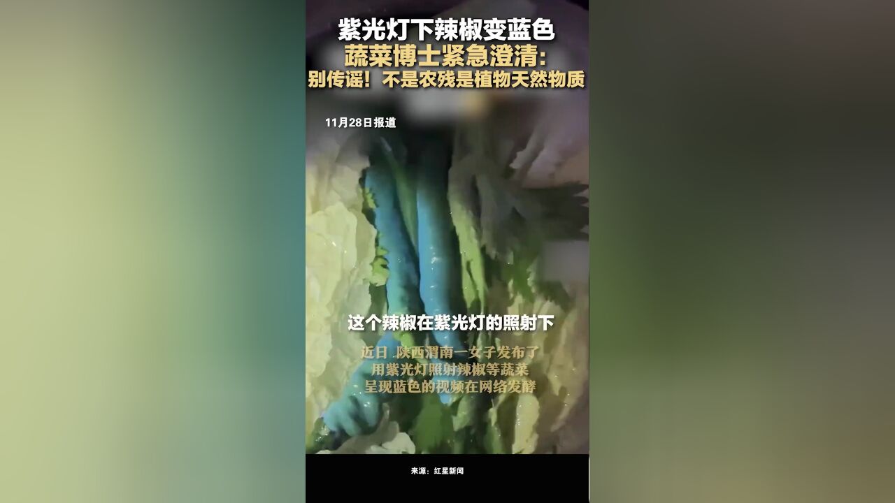 紫光灯下辣椒变蓝色,蔬菜博士紧急澄清:别传谣!不是农残是植物天然物质