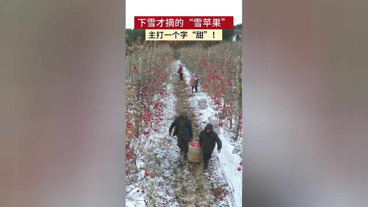 下雪才摘的“雪苹果”,主打一个字“甜”!