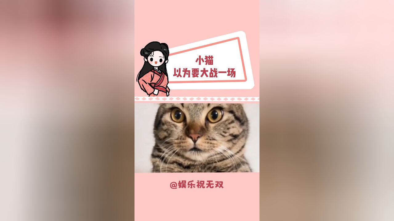 猫把这辈子做过的坏事都想了一遍