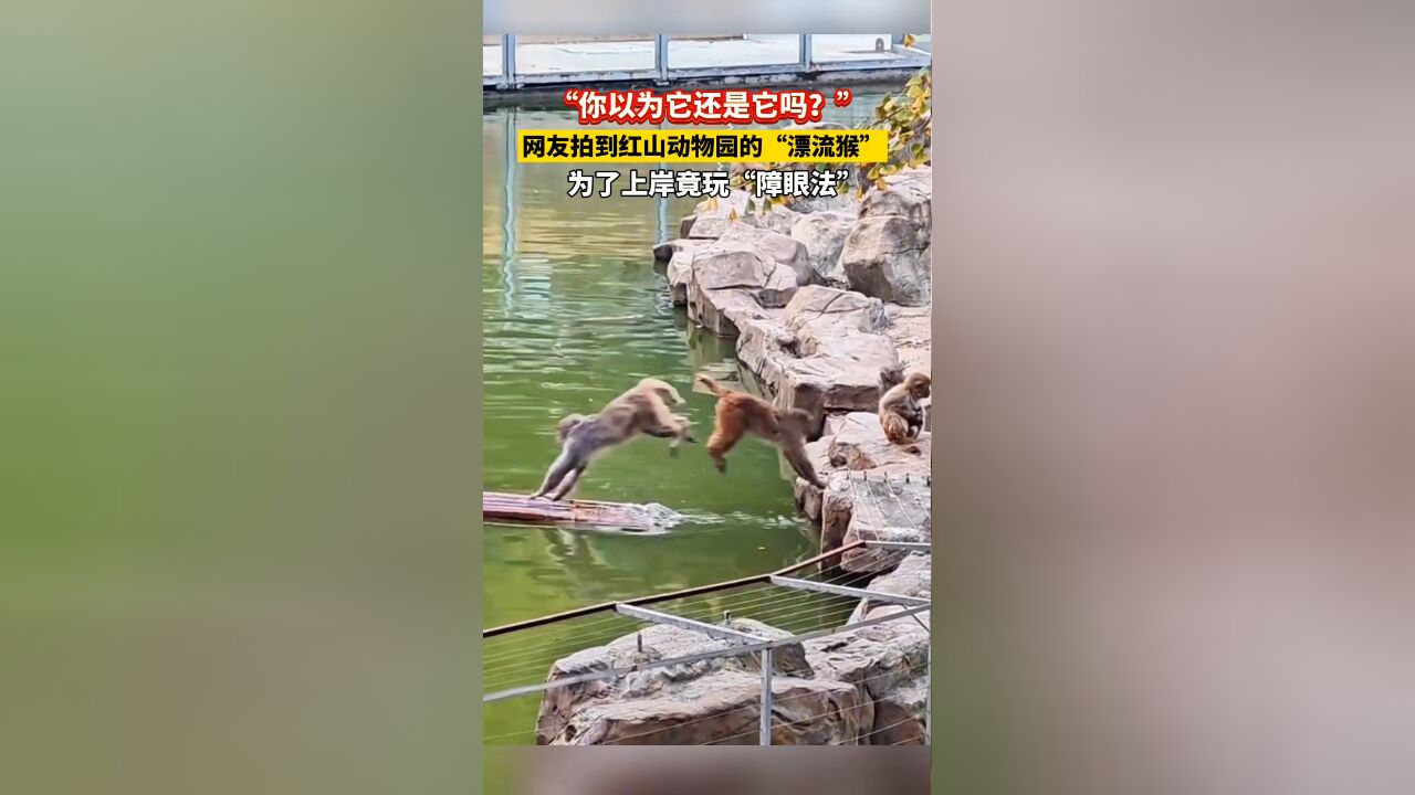 游客想去南京红山森林动物园看“漂流猴”,结果看到的竟然是..