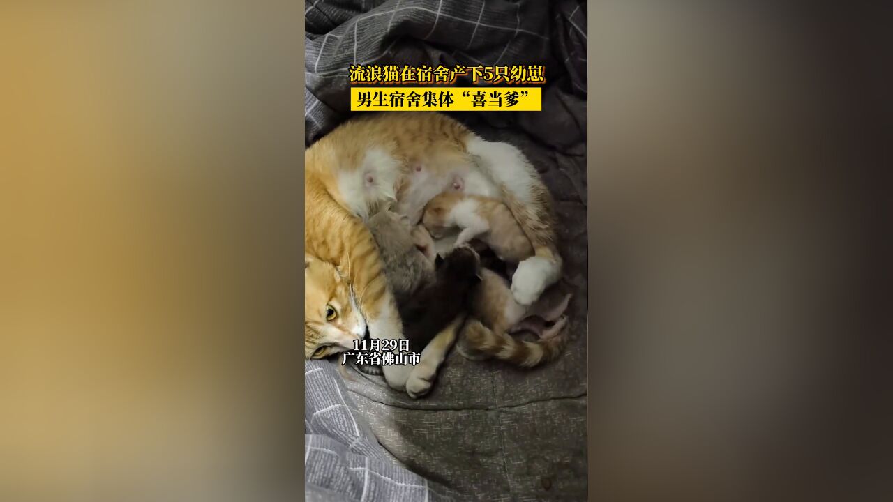 流浪猫在宿舍产下5只幼崽,男生宿舍集体“喜当爹”!