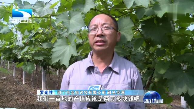 打好“三大攻坚战” 荆门 生态循环农业释放强劲活力