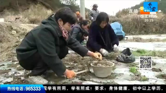 冬种冬管 种白芨长“金草” 药农从夏忙到冬