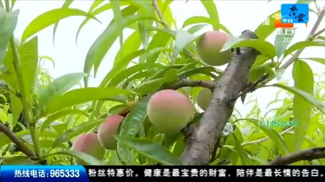 “瞰”三夏 仙桃:湖北最早的露地桃成熟上市