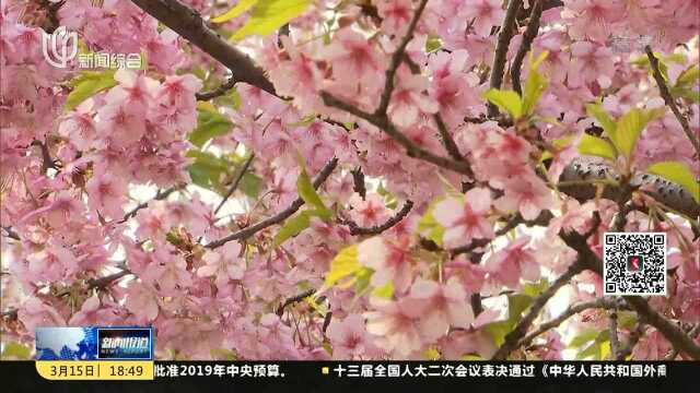 上海樱花节今开幕 早樱品种进入盛花期