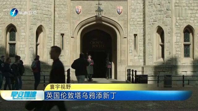 英国伦敦塔乌鸦添新丁