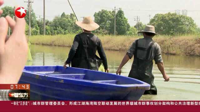 浙江长兴:千亩基地小龙虾开始上市 年产量约35万斤