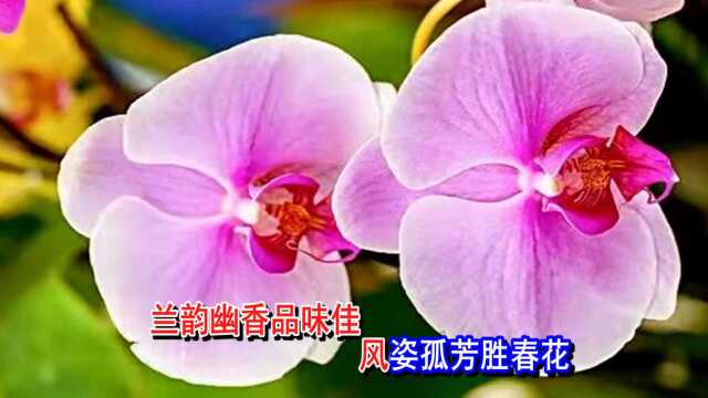 梅兰竹菊