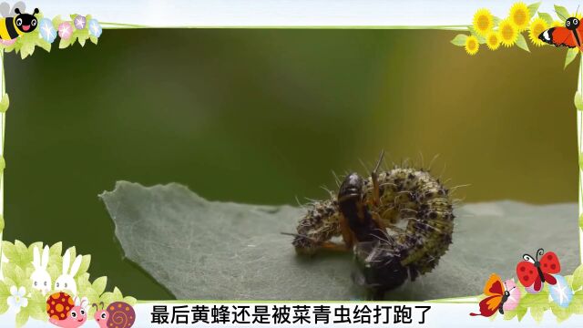 第06集农作物的敌人菜青虫