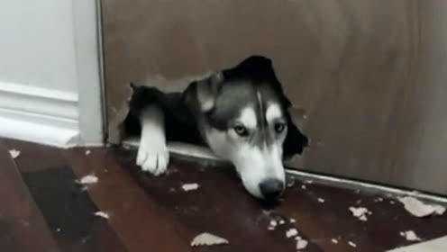 爆笑视频：主人不在家时，汪星人竟然干出这些事 - 腾讯视频