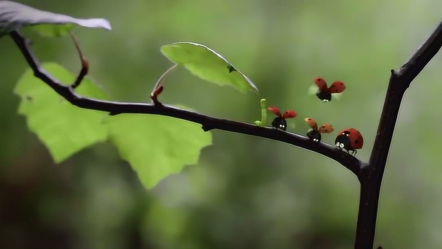 昆虫总动员:瓢虫带大的毛毛虫,变成蝴蝶后会是啥样?