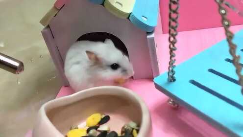小仓鼠在粉色系的小窝里吃饭,整个鼠都萌萌哒 - 腾讯视频