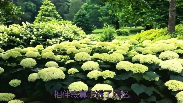 倾情推荐!张德龙完美诠释《雨中等你》,怦然心动