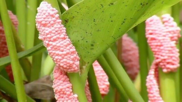 湖区惊现大量粉红色“毛毛虫”,竟是福寿螺入侵,45名志愿者现场捕杀