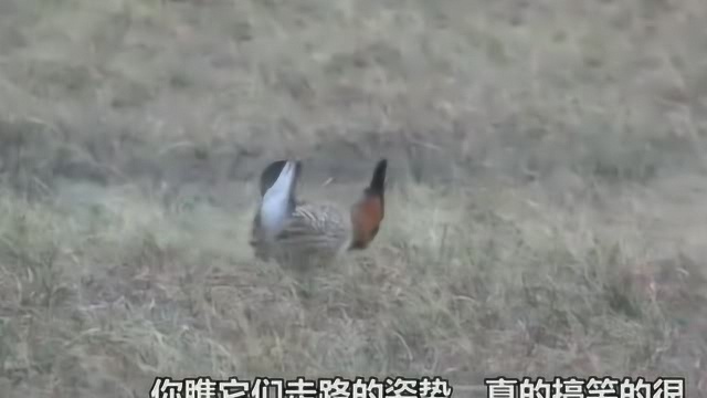 草原松鸡,你知道它的存在吗?它走路的样子很像跑步!