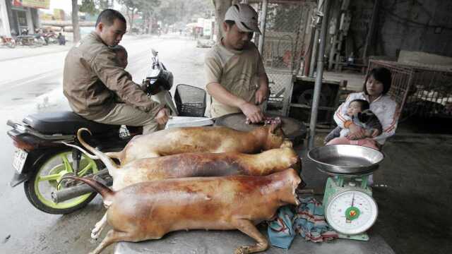 狗肉换个名字又开卖?听到“地羊”这个名字,爱狗的千万要注意!