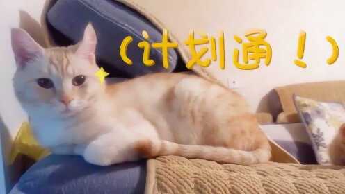 以为猫咪不会在意自己，忙完工作转身以后，瞬间觉得这猫没白养！