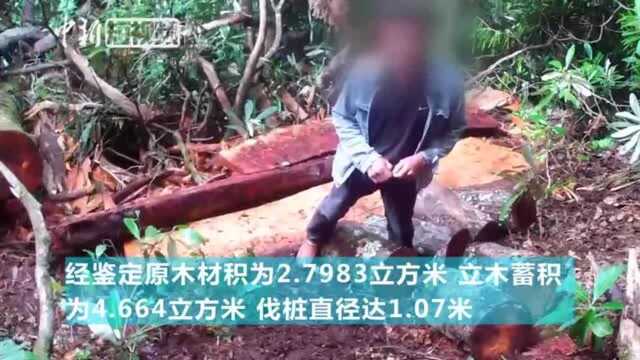 云南两村民砍伐红豆杉被起诉伐桩直径超过1米