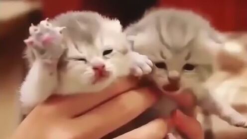 Thumbplayer Poster Plugin Image