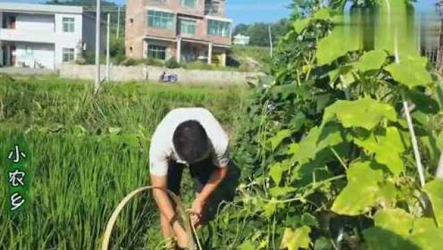 原来干豆角是这样晒的,方法如此简单,又易保存,很多人还不会做