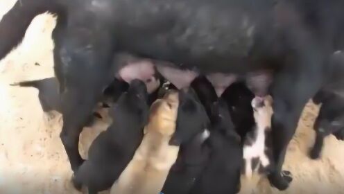 可怜狗妈涨奶向路人求援!帮助找孩子!知道真相后让人气愤! - 腾讯视频