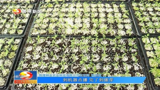 戈壁农业:科技支撑发展 企业前景广阔