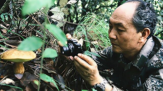 大爷10年走遍云南深山密林,手绘100余种野生菌图,造福人类