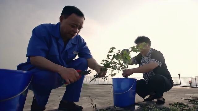 老中医:艾草加上它,女性吃了美白又祛湿,知道的人已经不多了