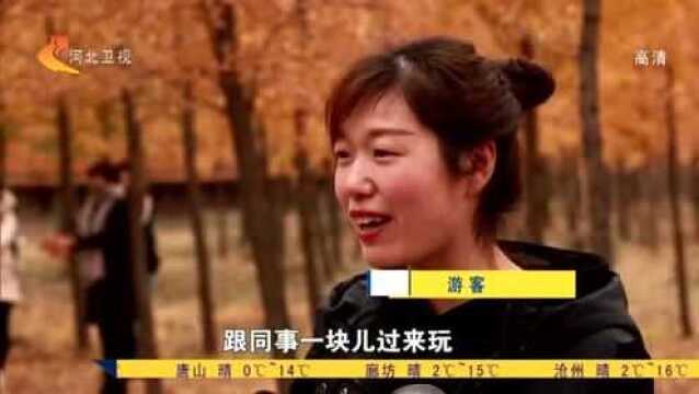 万亩银杏园,百亩菊花展,京津冀各地深秋美景醉游人