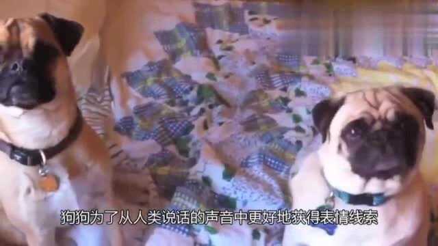 狗奴冷知识!狗狗为什么会歪头看你?原来是这个意思!