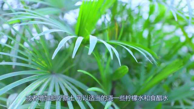 六方三农:棕竹叶子发黄怎么办,看看这些小妙招