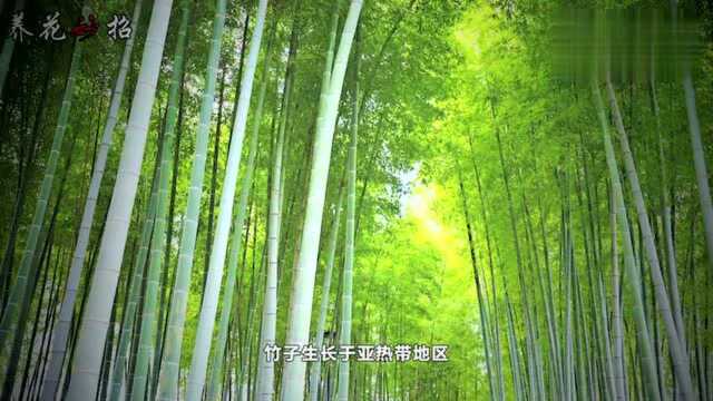 花中四君子真是美到极致,此生养好这4种,再看他花无留恋