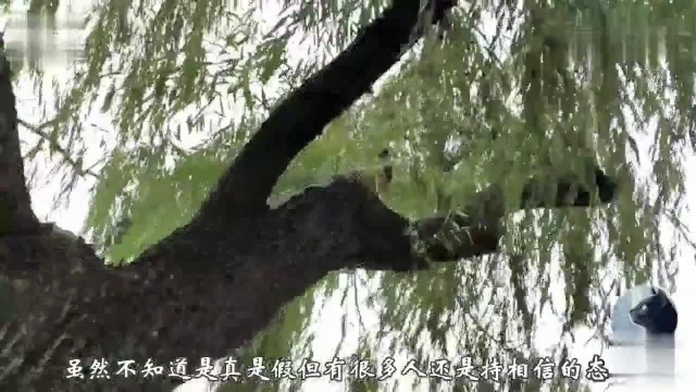 种什么树在家门前好这3种树旺宅这2是大忌,很多人不敢随便种